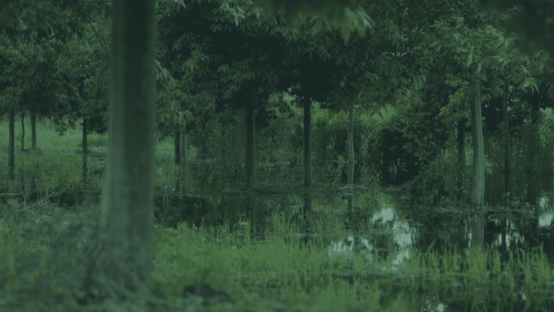 100年の杜づくり